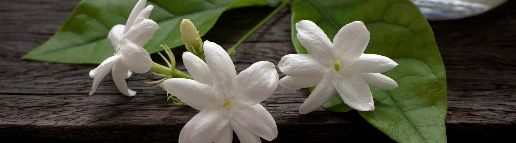 Soft. Floral. Jasmine.