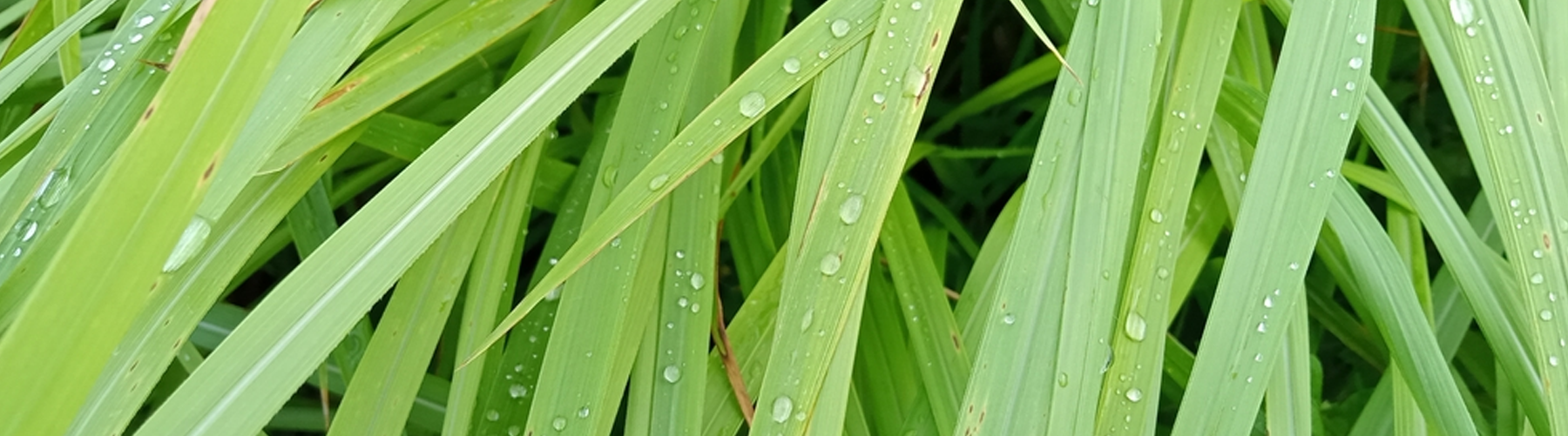 Clean. Crisp. Citronella.
