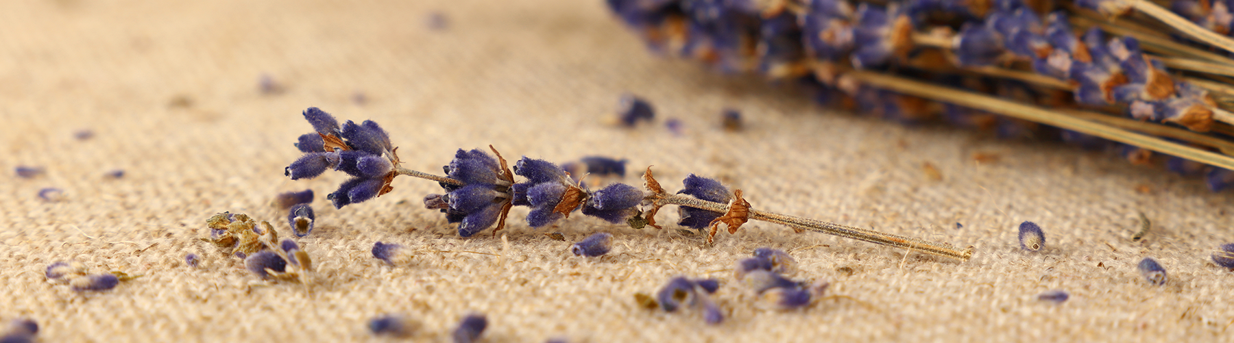 Soothing. Floral. Protected.