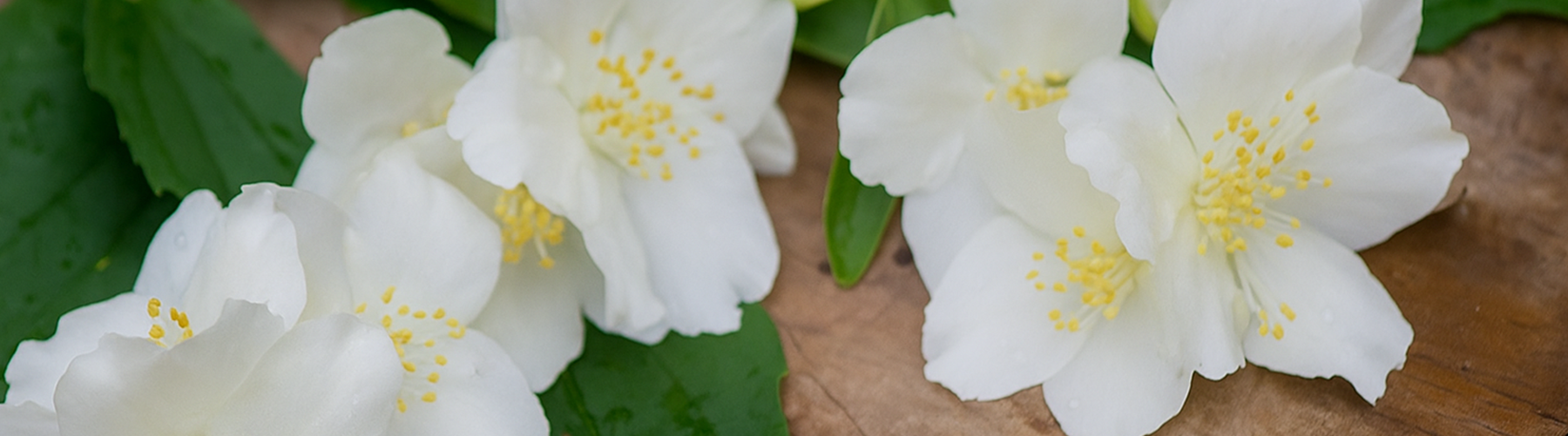 Bright. Uplifting. Jasmine.